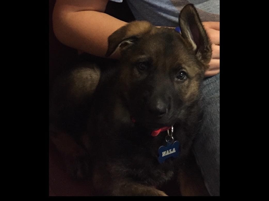 Weizen German Shepherds (Bred With H.E.A.R.T.) breeder image 60