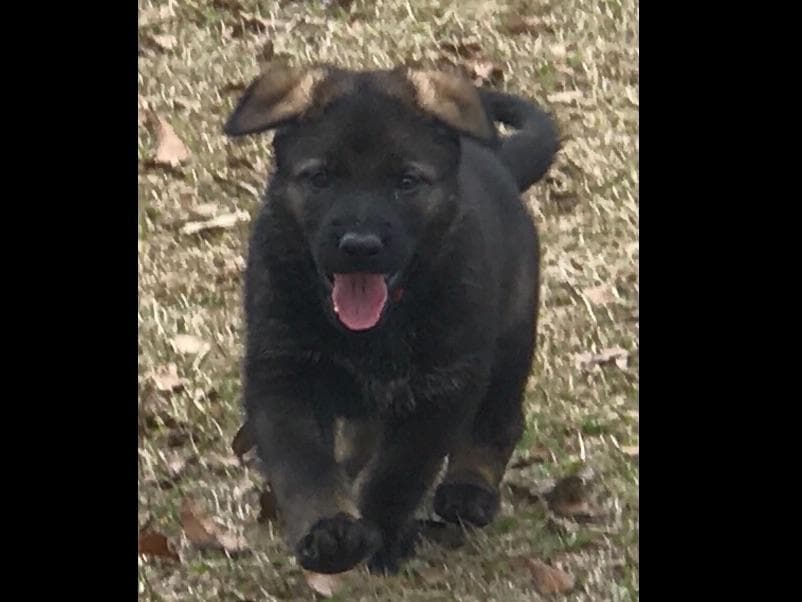 Weizen German Shepherds (Bred With H.E.A.R.T.) breeder image 62