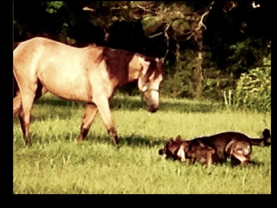 Weizen German Shepherds (Bred With H.E.A.R.T.) breeder image 45