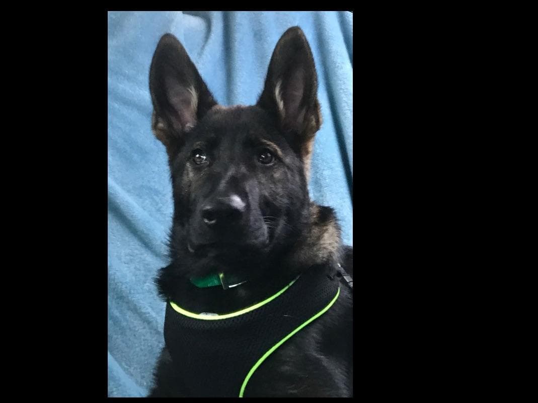 Weizen German Shepherds (Bred With H.E.A.R.T.) breeder image 23