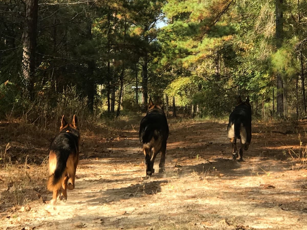 Weizen German Shepherds (Bred With H.E.A.R.T.) breeder image 91