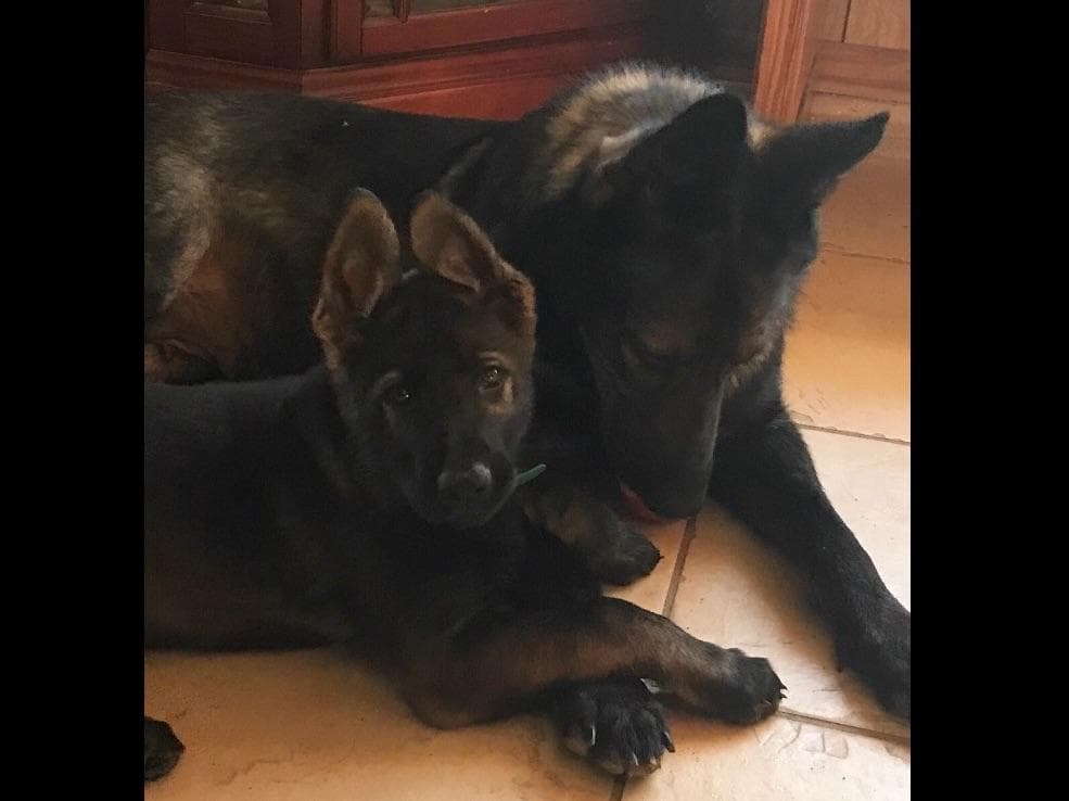 Weizen German Shepherds (Bred With H.E.A.R.T.) breeder image 26