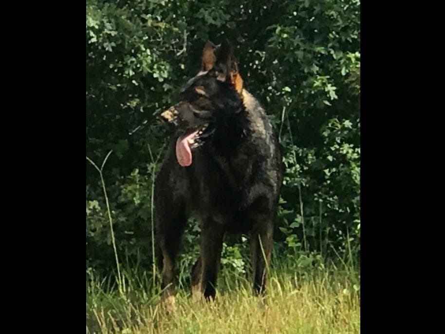Weizen German Shepherds (Bred With H.E.A.R.T.) breeder image 85