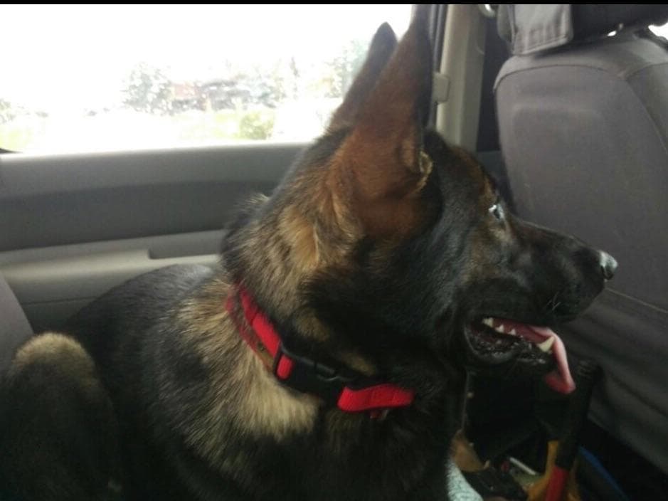 Weizen German Shepherds (Bred With H.E.A.R.T.) breeder image 46