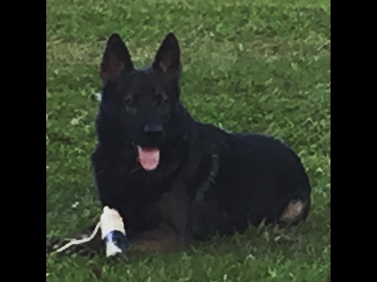 Weizen German Shepherds (Bred With H.E.A.R.T.) breeder image 11