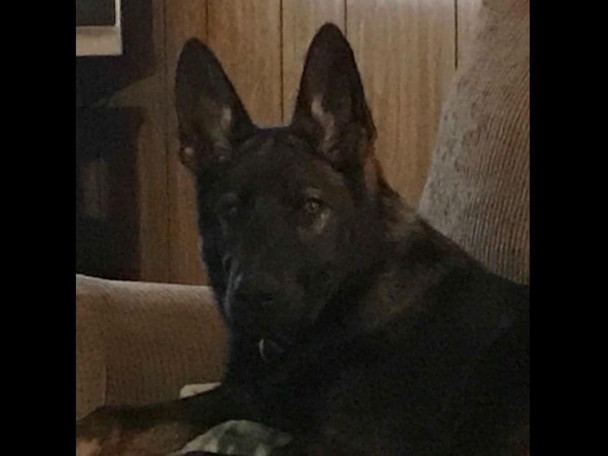 Weizen German Shepherds (Bred With H.E.A.R.T.) breeder image 39