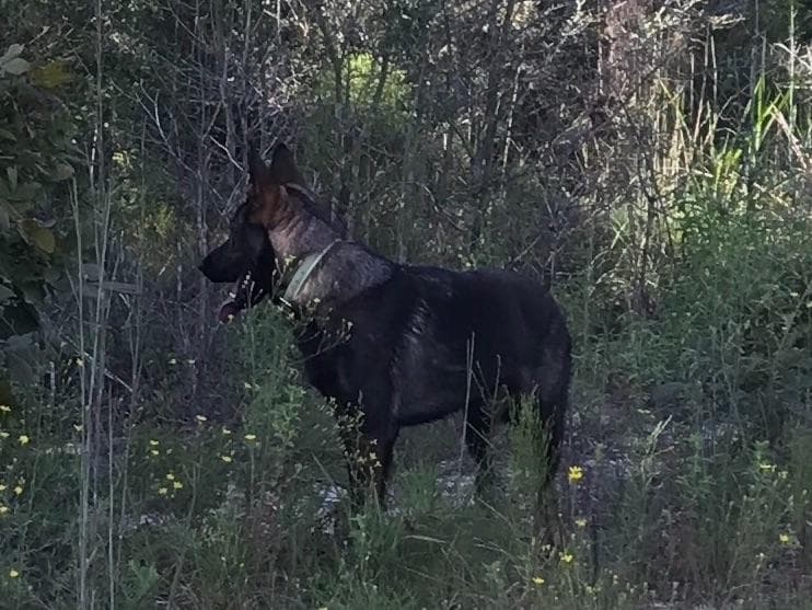 Weizen German Shepherds (Bred With H.E.A.R.T.) breeder image 63