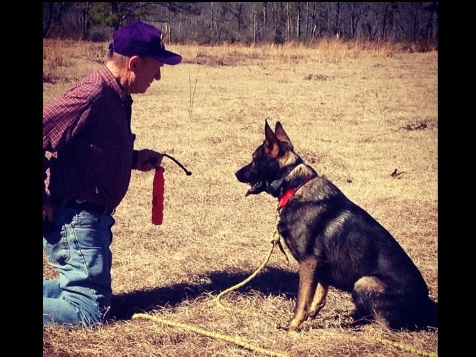 Weizen German Shepherds (Bred With H.E.A.R.T.) breeder image 35