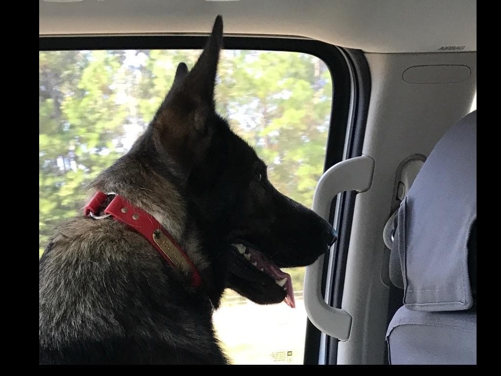 Weizen German Shepherds (Bred With H.E.A.R.T.) breeder image 51