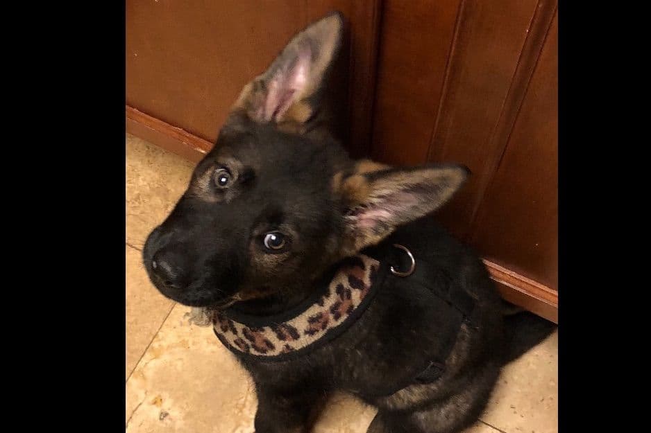 Weizen German Shepherds (Bred With H.E.A.R.T.) breeder image 64