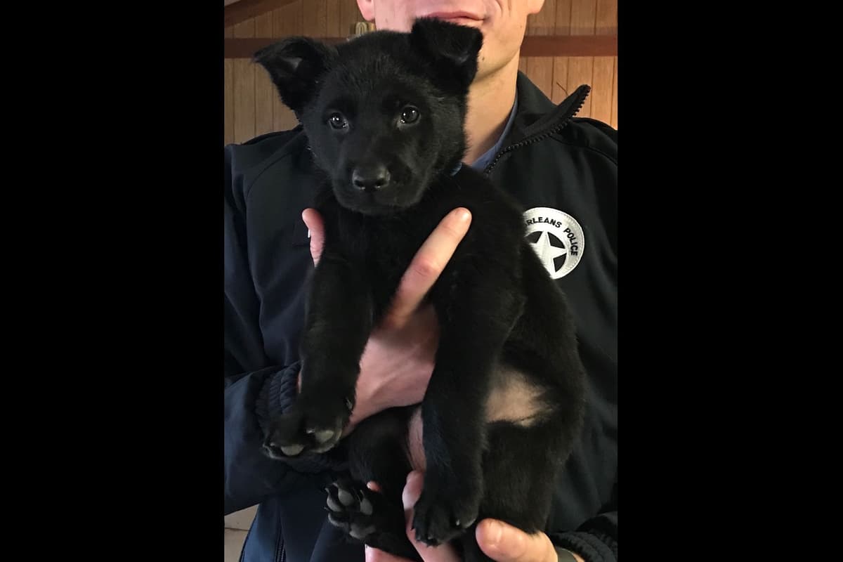 Weizen German Shepherds (Bred With H.E.A.R.T.) breeder image 57