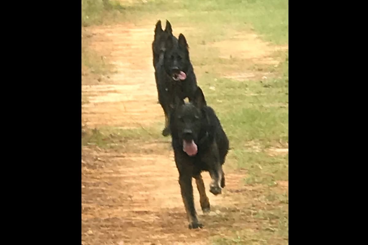 Weizen German Shepherds (Bred With H.E.A.R.T.) breeder image 12