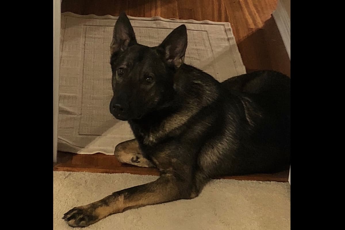 Weizen German Shepherds (Bred With H.E.A.R.T.) breeder image 59