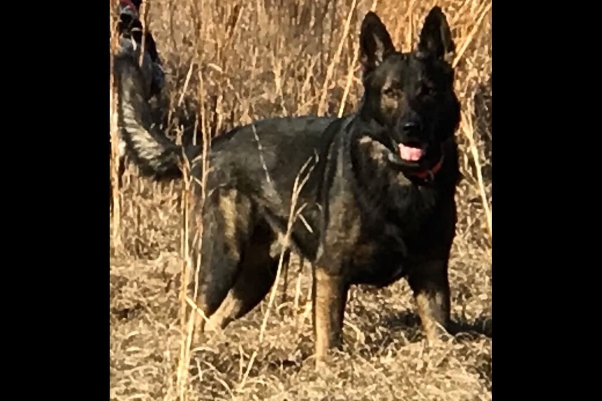 Weizen German Shepherds (Bred With H.E.A.R.T.) breeder image 87