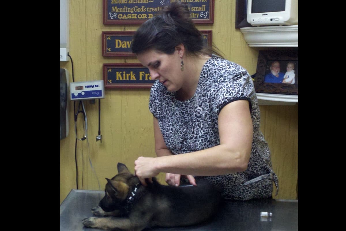 Weizen German Shepherds (Bred With H.E.A.R.T.) breeder image 50