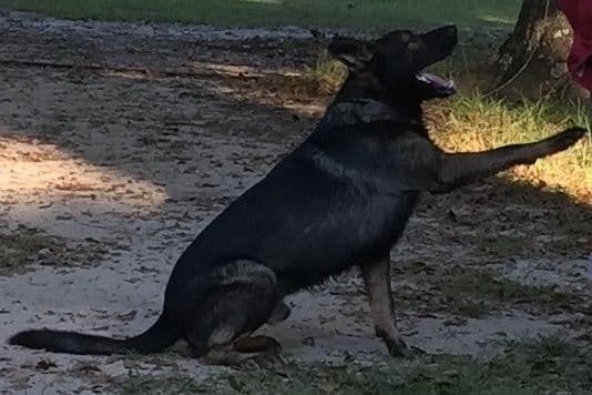 Weizen German Shepherds (Bred With H.E.A.R.T.) breeder image 47