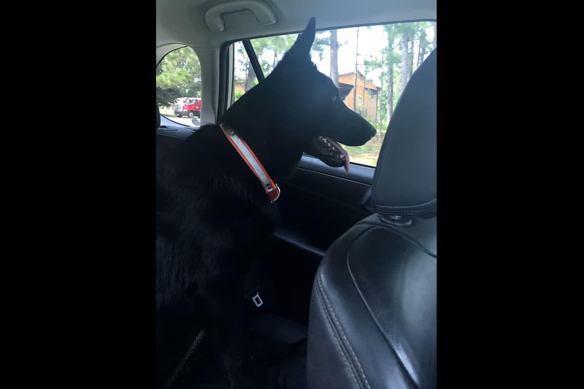 Weizen German Shepherds (Bred With H.E.A.R.T.) breeder image 31