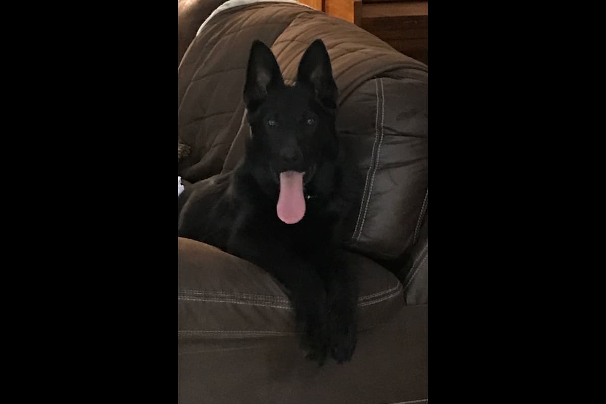 Weizen German Shepherds (Bred With H.E.A.R.T.) breeder image 28