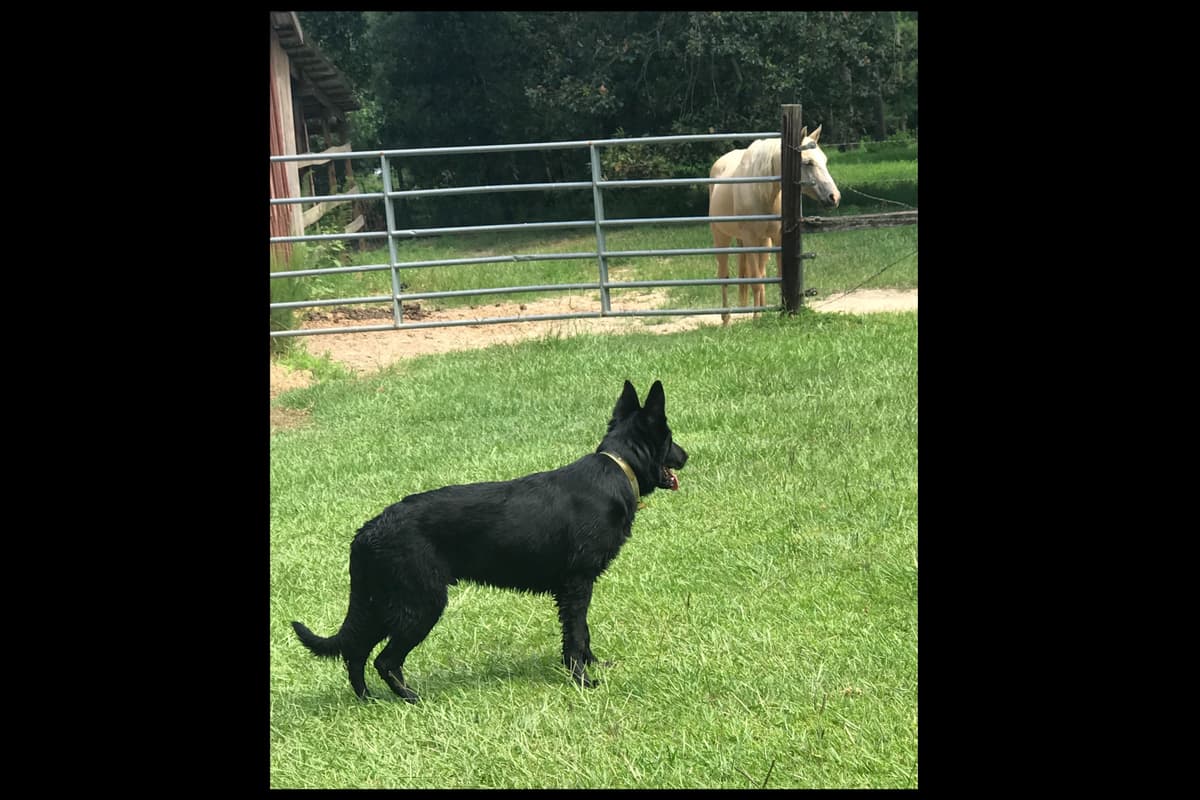 Weizen German Shepherds (Bred With H.E.A.R.T.) breeder image 38