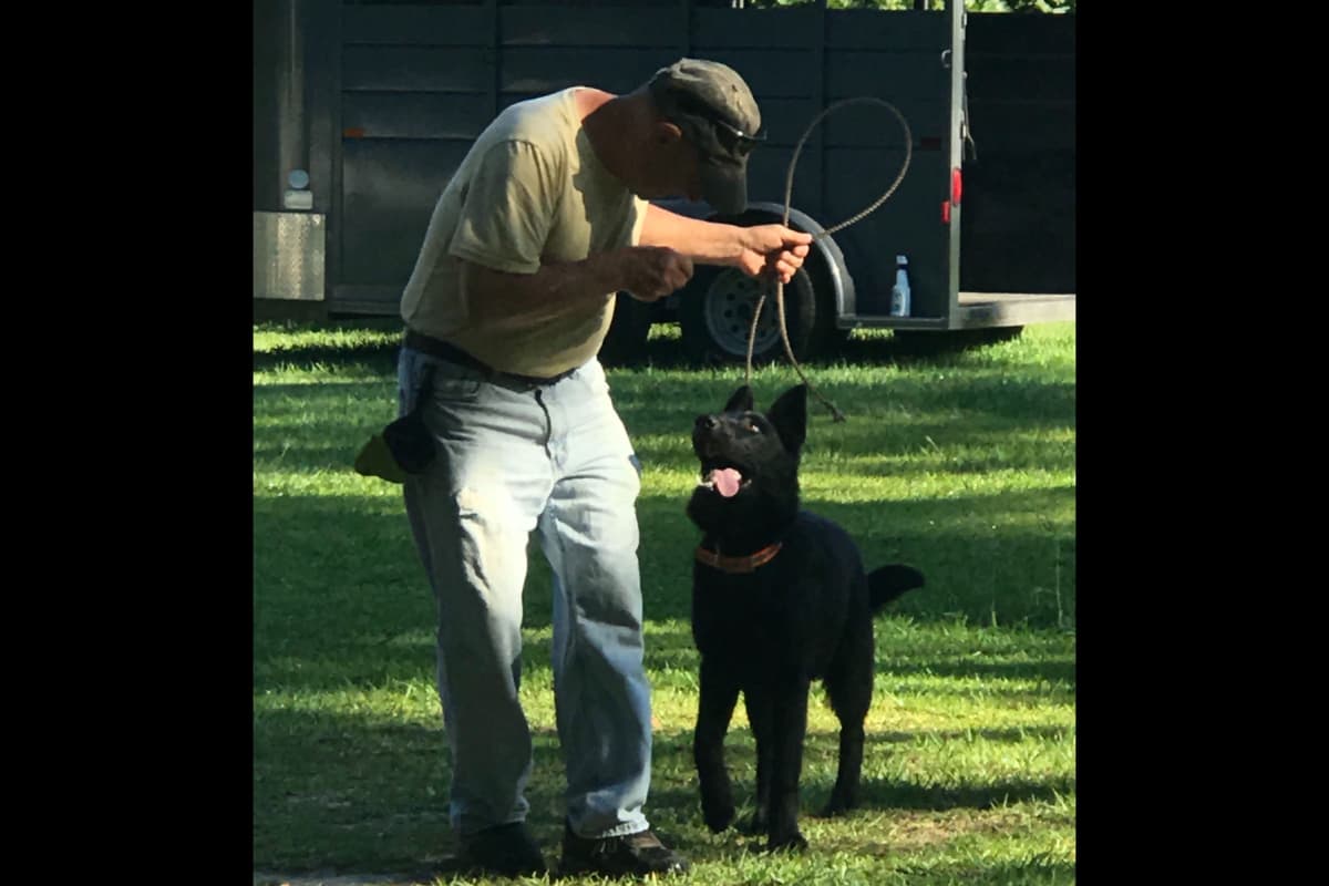 Weizen German Shepherds (Bred With H.E.A.R.T.) breeder image 37