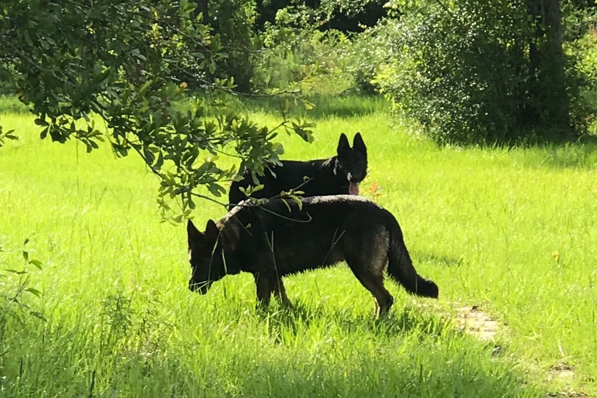 Weizen German Shepherds (Bred With H.E.A.R.T.) breeder image 33