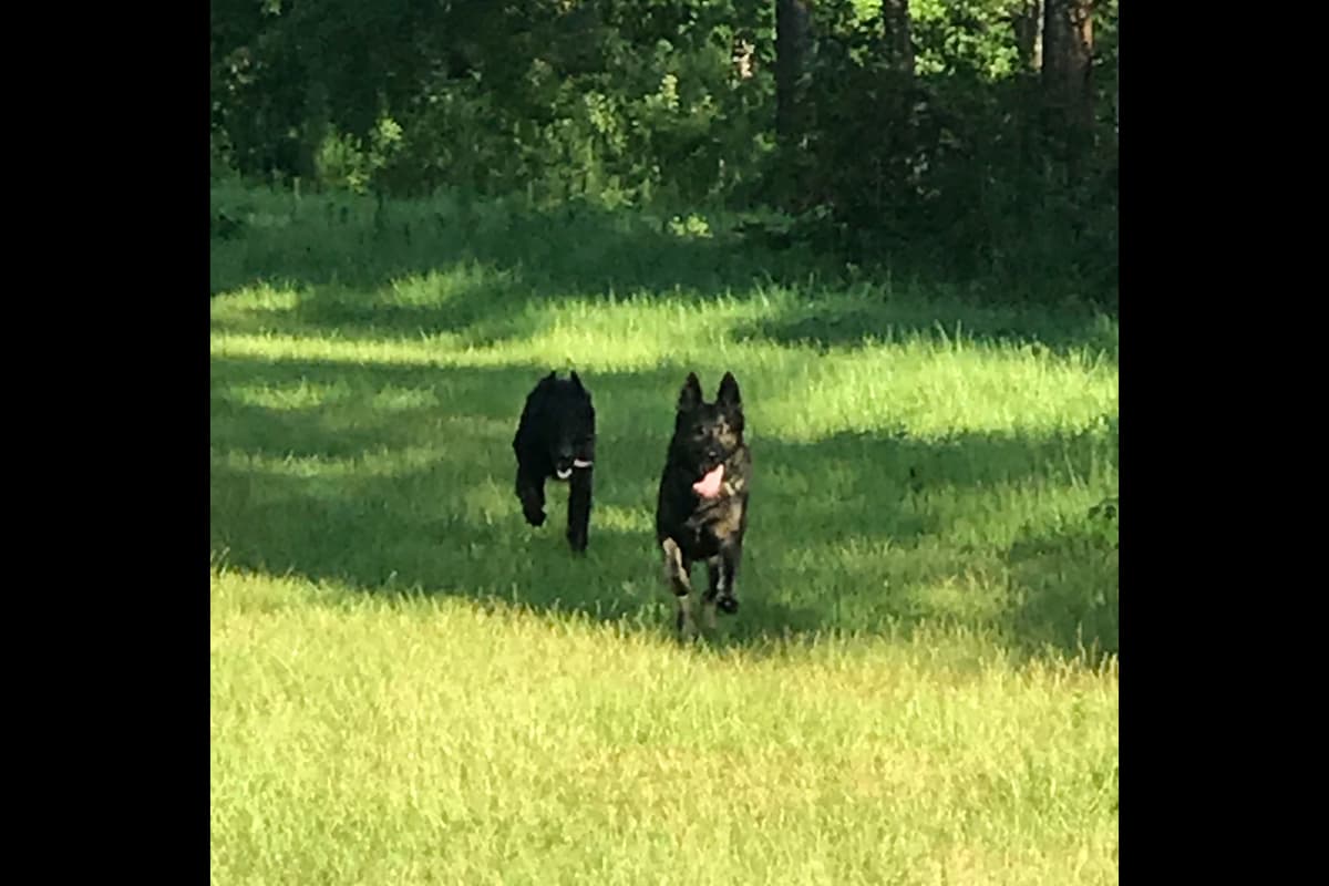Weizen German Shepherds (Bred With H.E.A.R.T.) breeder image 14