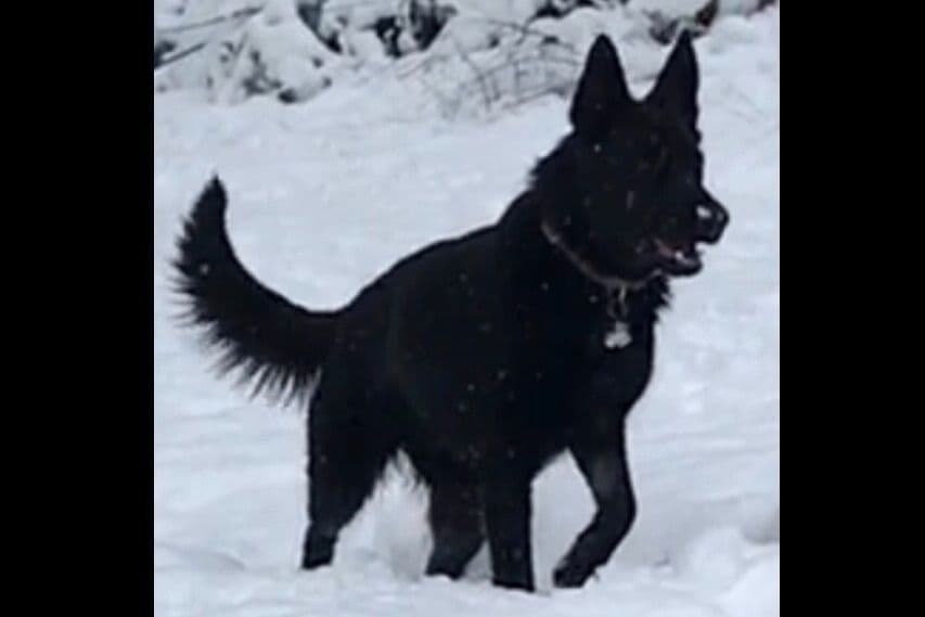 Weizen German Shepherds (Bred With H.E.A.R.T.) breeder image 55