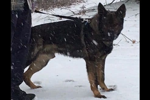Weizen German Shepherds (Bred With H.E.A.R.T.) breeder image 54