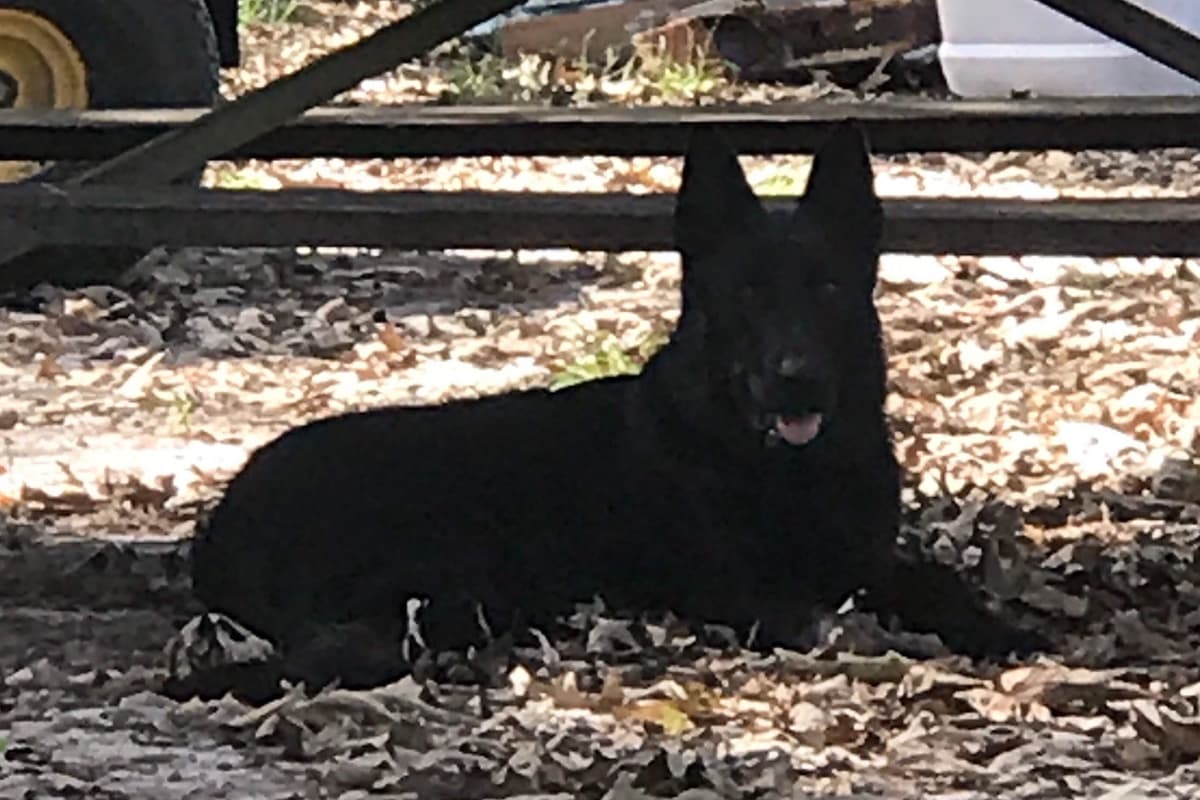 Weizen German Shepherds (Bred With H.E.A.R.T.) breeder image 21
