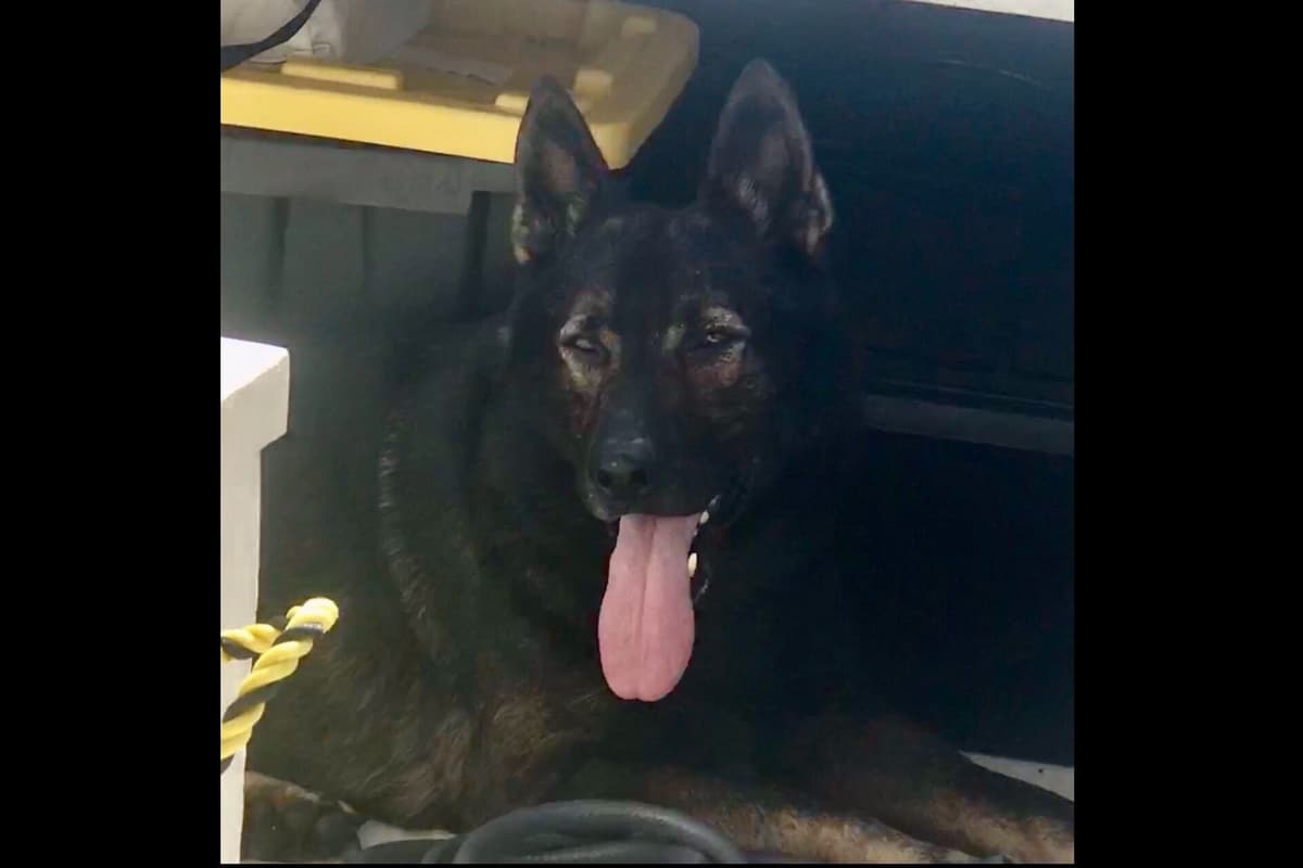 Weizen German Shepherds (Bred With H.E.A.R.T.) breeder image 19