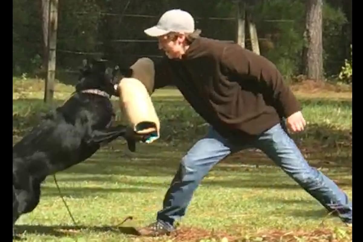 Weizen German Shepherds (Bred With H.E.A.R.T.) breeder image 29