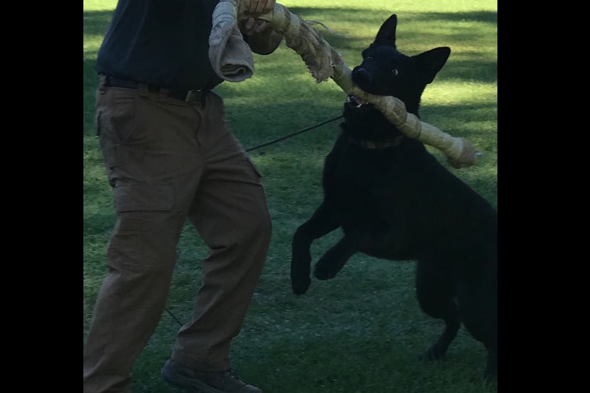 Weizen German Shepherds (Bred With H.E.A.R.T.) breeder image 17