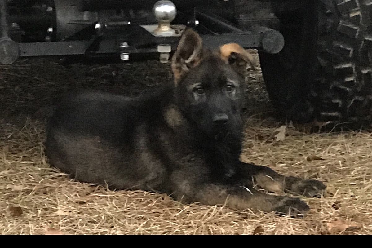 Weizen German Shepherds (Bred With H.E.A.R.T.) breeder image 79
