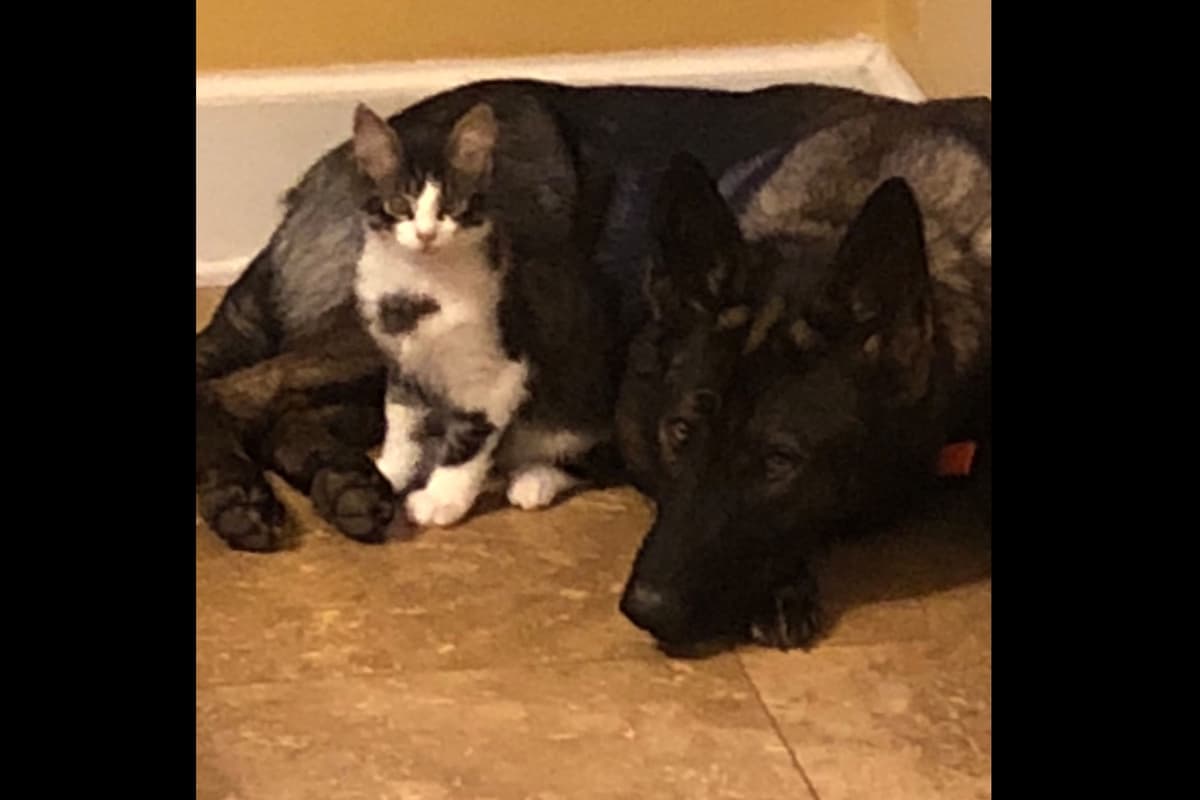 Weizen German Shepherds (Bred With H.E.A.R.T.) breeder image 65