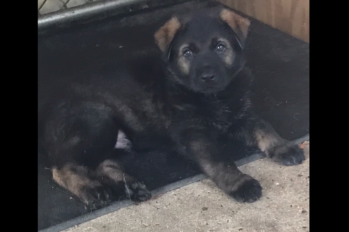 Weizen German Shepherds (Bred With H.E.A.R.T.) breeder image 69