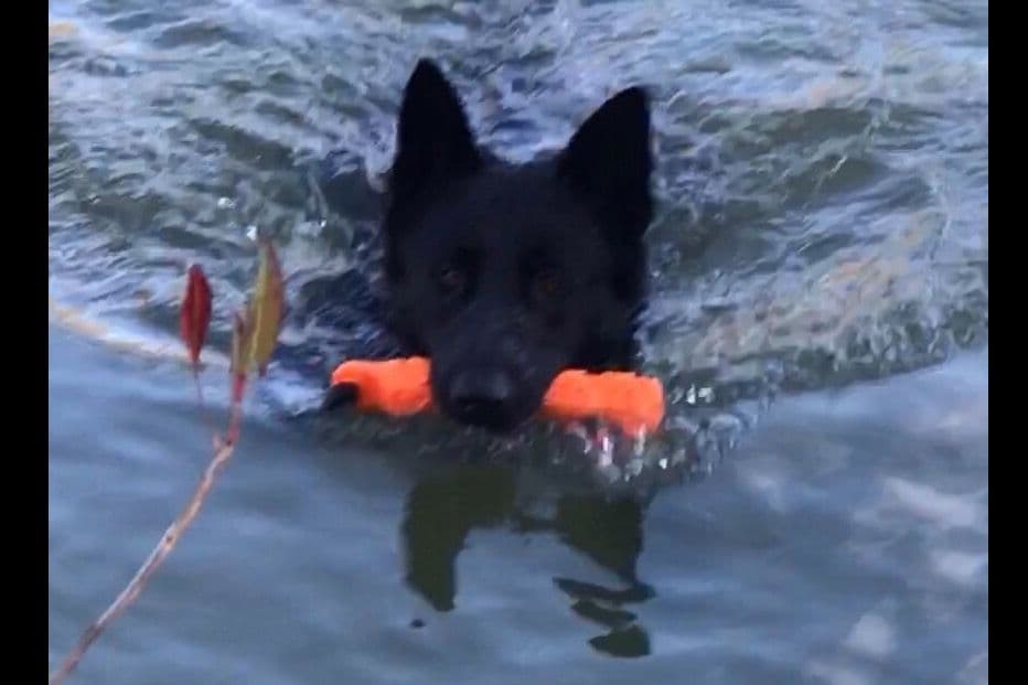 Weizen German Shepherds (Bred With H.E.A.R.T.) breeder image 25
