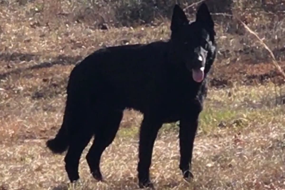 Weizen German Shepherds (Bred With H.E.A.R.T.) breeder image 22