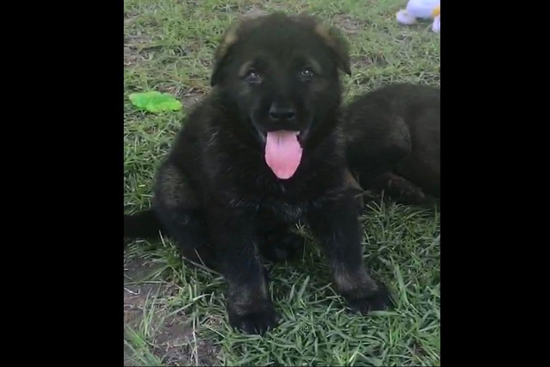 Weizen German Shepherds (Bred With H.E.A.R.T.) breeder image 71