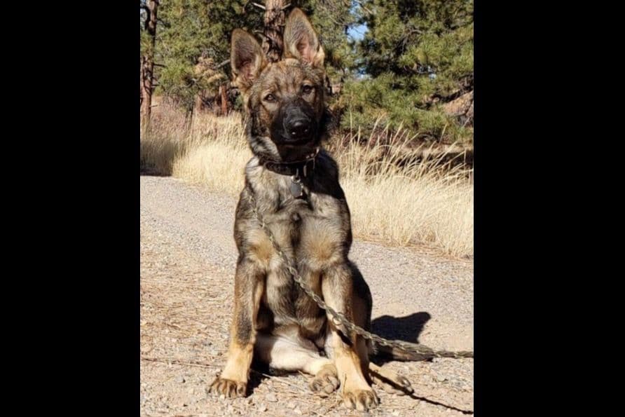 Weizen German Shepherds (Bred With H.E.A.R.T.) breeder image 67