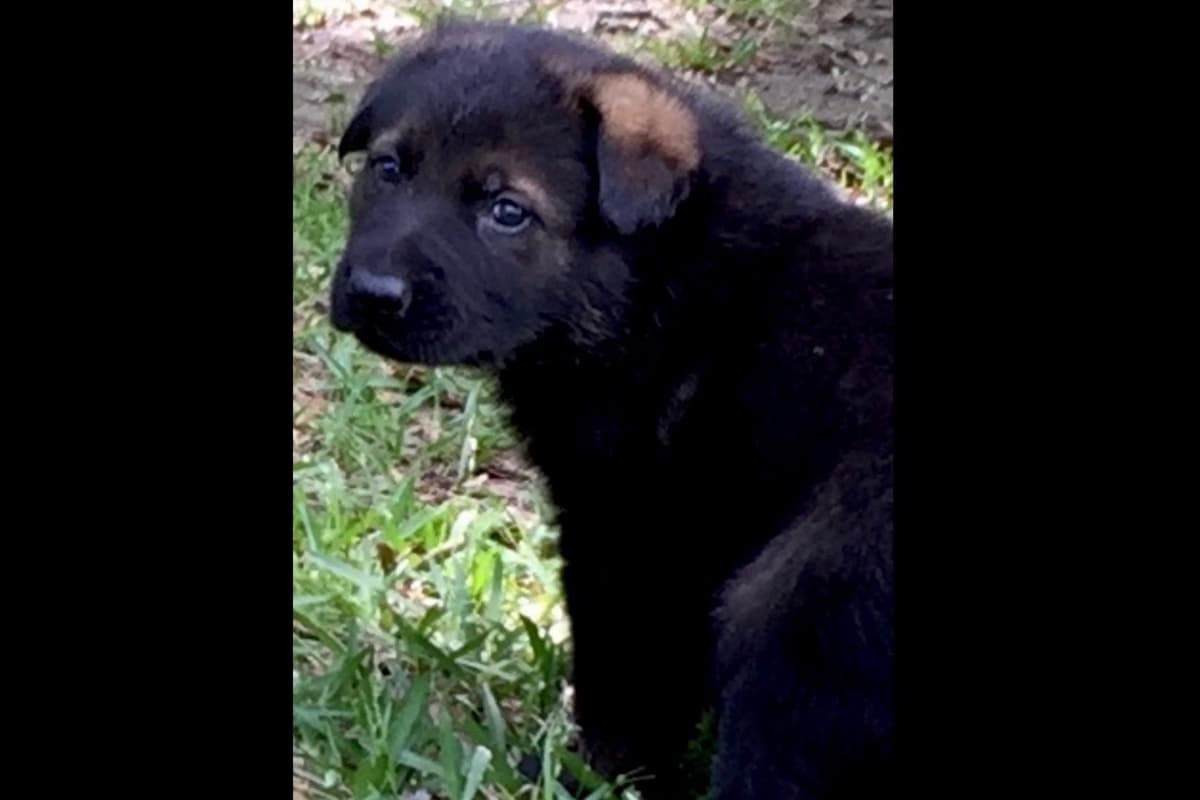 Weizen German Shepherds (Bred With H.E.A.R.T.) breeder image 52
