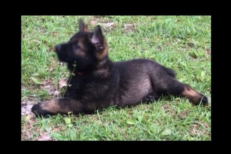 Weizen German Shepherds (Bred With H.E.A.R.T.) breeder image 82