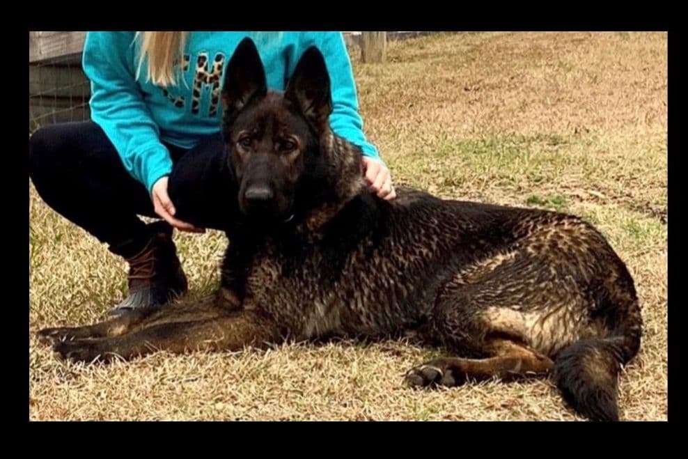 Weizen German Shepherds (Bred With H.E.A.R.T.) breeder image 78