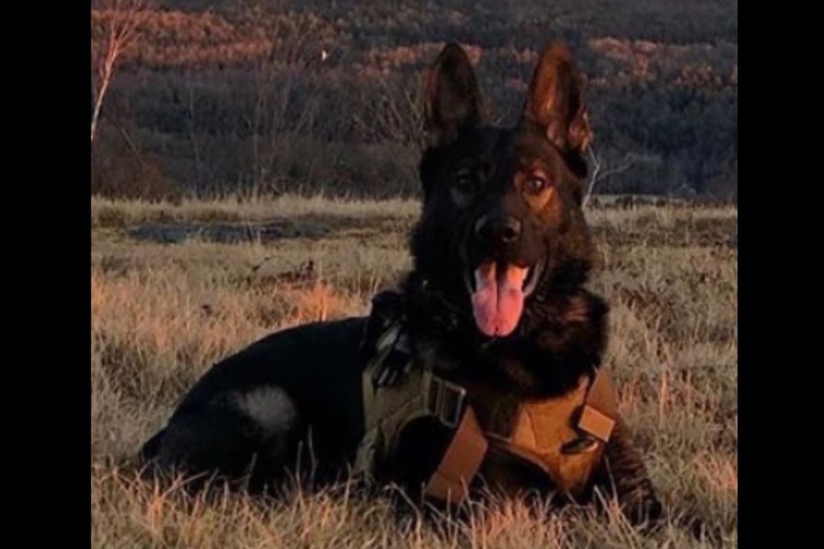 Weizen German Shepherds (Bred With H.E.A.R.T.) breeder image 80