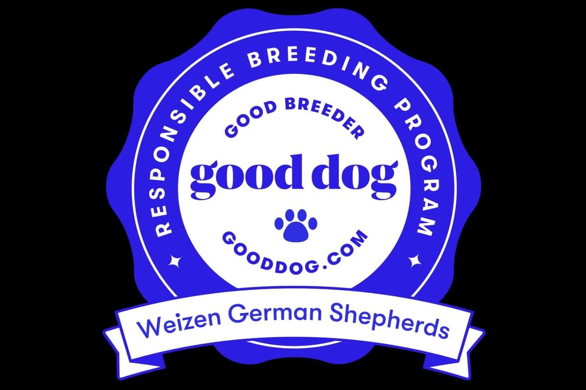 Weizen German Shepherds (Bred With H.E.A.R.T.) breeder image 114
