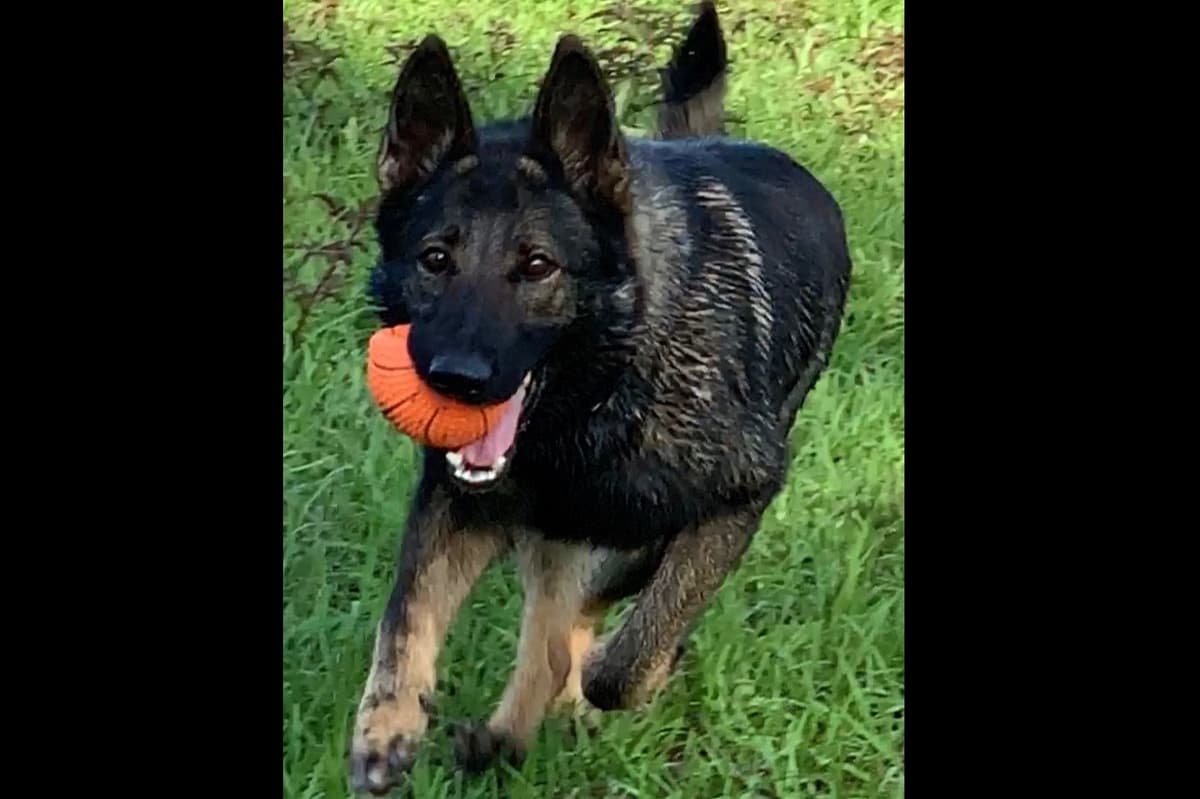 Weizen German Shepherds (Bred With H.E.A.R.T.) breeder image 5
