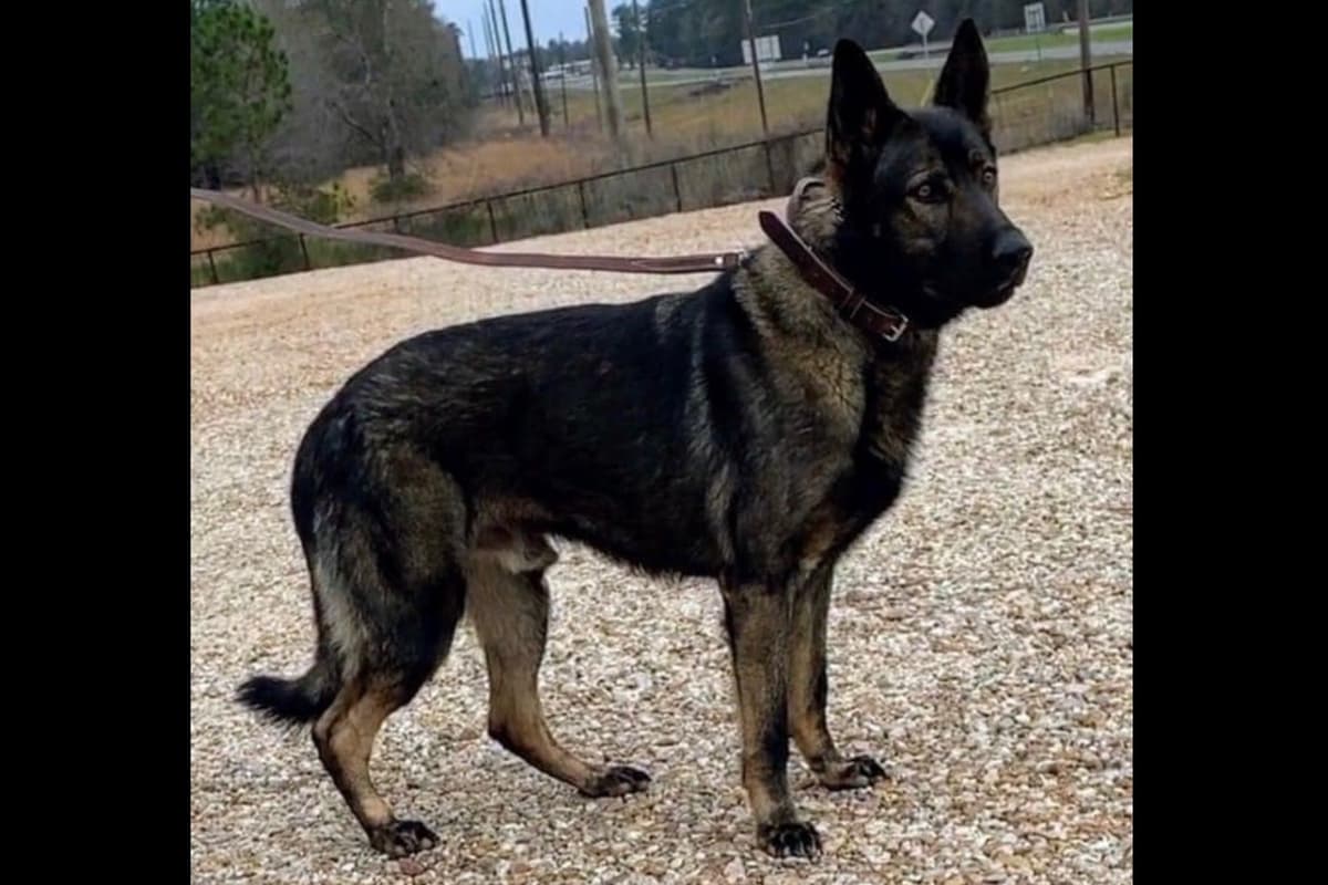 Weizen German Shepherds (Bred With H.E.A.R.T.) breeder image 70