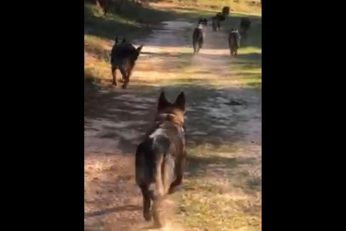 Weizen German Shepherds (Bred With H.E.A.R.T.) breeder image 92