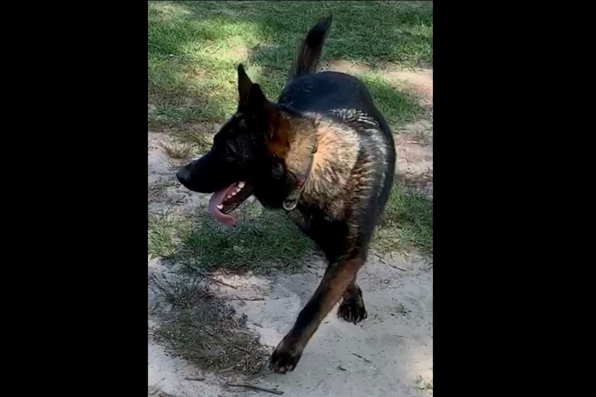 Weizen German Shepherds (Bred With H.E.A.R.T.) breeder image 88