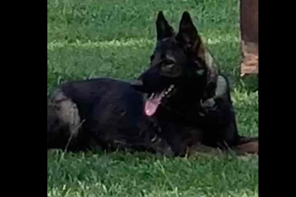Weizen German Shepherds (Bred With H.E.A.R.T.) breeder image 89