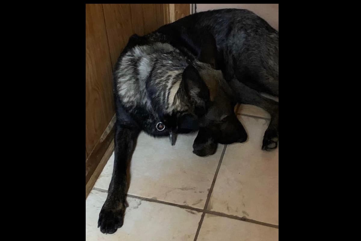 Weizen German Shepherds (Bred With H.E.A.R.T.) breeder image 90